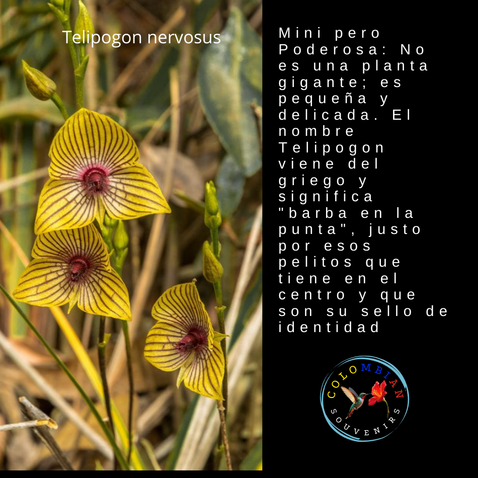 Tote Bag en lienzo Diseño Orquídea Telipogon nervosus