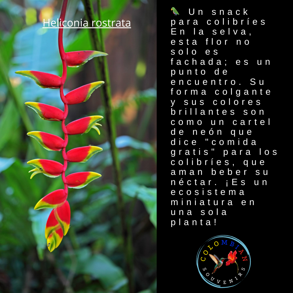 Tote Bag en lienzo Diseño Heliconia Rostrata