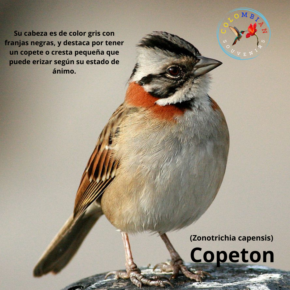 Tote Bag en lienzo Diseño  Copetón